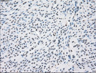 Anti-PPP5C antibody [6F1] used in IHC (Paraffin sections) (IHC-P). GTX83838