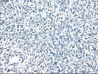 Anti-PPP5C antibody [6F1] used in IHC (Paraffin sections) (IHC-P). GTX83838