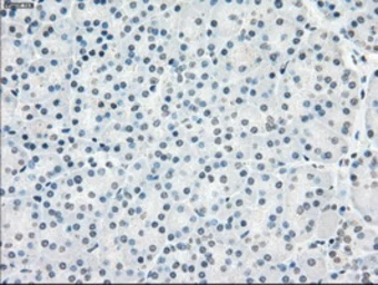 Anti-PPP5C antibody [6F1] used in IHC (Paraffin sections) (IHC-P). GTX83838