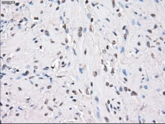 Anti-PPP5C antibody [6F1] used in IHC (Paraffin sections) (IHC-P). GTX83838