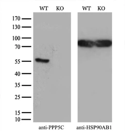 Anti-PPP5C antibody [6F1] used in Western Blot (WB). GTX83838