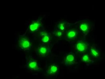 Anti-PPP5C antibody [6F1] used in Immunocytochemistry/ Immunofluorescence (ICC/IF). GTX83838