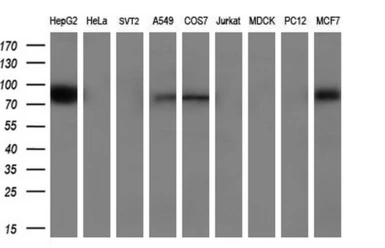 Anti-POR antibody [5H5] used in Western Blot (WB). GTX83859