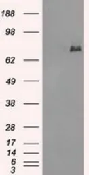 Anti-POR antibody [5H5] used in Western Blot (WB). GTX83859
