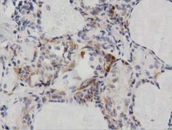 Anti-PECR antibody [2B2] used in IHC (Paraffin sections) (IHC-P). GTX83913