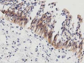 Anti-PECR antibody [2B2] used in IHC (Paraffin sections) (IHC-P). GTX83913