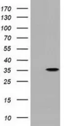 Anti-PECR antibody [2B2] used in Western Blot (WB). GTX83913