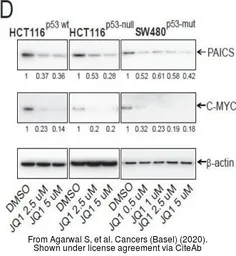 Anti-PAICS antibody [2C9] used in Western Blot (WB). GTX83950