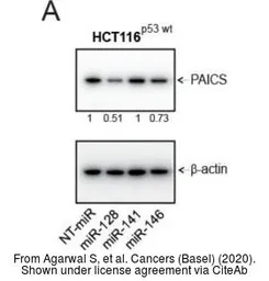 Anti-PAICS antibody [2C9] used in Western Blot (WB). GTX83950