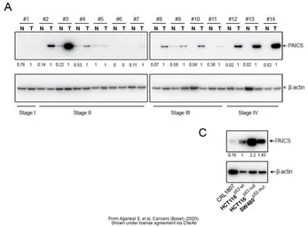 Anti-PAICS antibody [2C9] used in Western Blot (WB). GTX83950