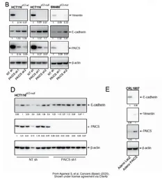 Anti-PAICS antibody [2C9] used in Western Blot (WB). GTX83950