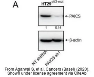 Anti-PAICS antibody [2C9] used in Western Blot (WB). GTX83950
