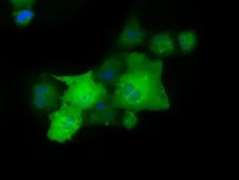 Anti-PAICS antibody [2C9] used in Immunocytochemistry/ Immunofluorescence (ICC/IF). GTX83950