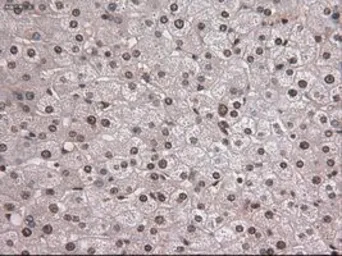 Anti-NOTCH1 antibody [4C9] used in IHC (Paraffin sections) (IHC-P). GTX84020