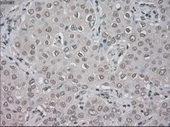 Anti-NAT8 antibody [6H3] used in IHC (Paraffin sections) (IHC-P). GTX84062