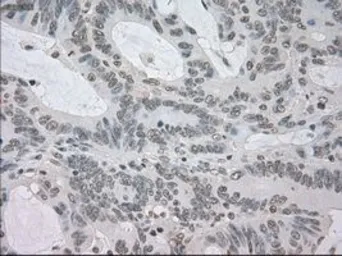 Anti-NAT8 antibody [6H3] used in IHC (Paraffin sections) (IHC-P). GTX84062