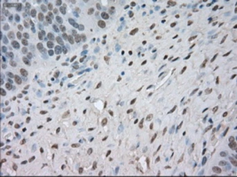 Anti-NAT8 antibody [6H3] used in IHC (Paraffin sections) (IHC-P). GTX84062