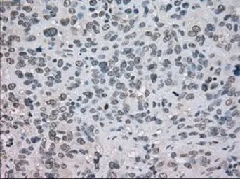 Anti-NAT8 antibody [6H3] used in IHC (Paraffin sections) (IHC-P). GTX84062