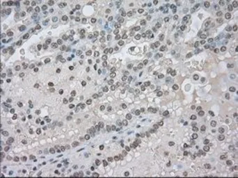 Anti-NAT8 antibody [6H3] used in IHC (Paraffin sections) (IHC-P). GTX84062