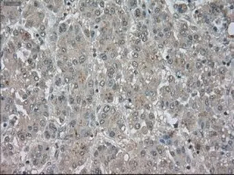 Anti-NAT8 antibody [6H3] used in IHC (Paraffin sections) (IHC-P). GTX84062