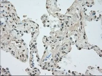 Anti-NAT8 antibody [6H3] used in IHC (Paraffin sections) (IHC-P). GTX84062