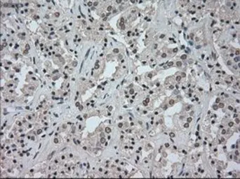 Anti-NAT8 antibody [6H3] used in IHC (Paraffin sections) (IHC-P). GTX84062