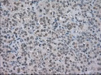 Anti-NAT8 antibody [6H3] used in IHC (Paraffin sections) (IHC-P). GTX84062