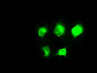 Anti-NAT8 antibody [6H3] used in Immunocytochemistry/ Immunofluorescence (ICC/IF). GTX84062