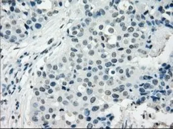 Anti-NAT8 antibody [5A8] used in IHC (Paraffin sections) (IHC-P). GTX84063