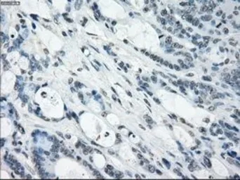 Anti-NAT8 antibody [5A8] used in IHC (Paraffin sections) (IHC-P). GTX84063