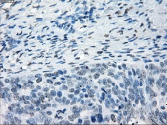 Anti-NAT8 antibody [5A8] used in IHC (Paraffin sections) (IHC-P). GTX84063