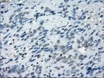 Anti-NAT8 antibody [5A8] used in IHC (Paraffin sections) (IHC-P). GTX84063