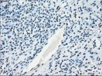 Anti-NAT8 antibody [5A8] used in IHC (Paraffin sections) (IHC-P). GTX84063