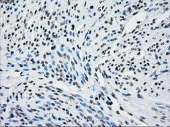 Anti-NAT8 antibody [5A8] used in IHC (Paraffin sections) (IHC-P). GTX84063