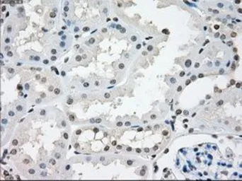 Anti-NAT8 antibody [5A8] used in IHC (Paraffin sections) (IHC-P). GTX84063