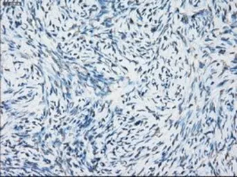 Anti-NAT8 antibody [5A8] used in IHC (Paraffin sections) (IHC-P). GTX84063