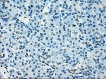 Anti-NAT8 antibody [5A8] used in IHC (Paraffin sections) (IHC-P). GTX84063