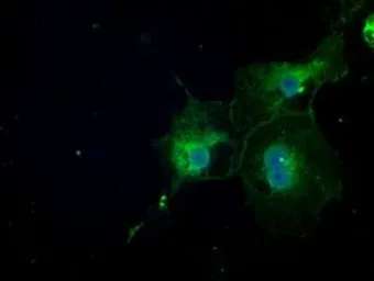 Anti-NAT8 antibody [5A8] used in Immunocytochemistry/ Immunofluorescence (ICC/IF). GTX84063