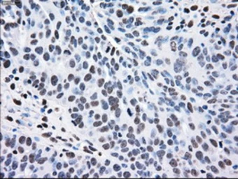 Anti-MEK2 antibody [8G6] used in IHC (Paraffin sections) (IHC-P). GTX84165