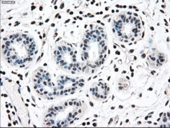 Anti-MEK2 antibody [8G6] used in IHC (Paraffin sections) (IHC-P). GTX84165