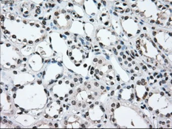 Anti-MEK2 antibody [8G6] used in IHC (Paraffin sections) (IHC-P). GTX84165