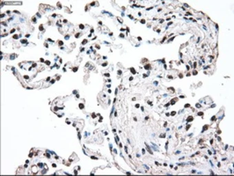 Anti-MEK2 antibody [8G6] used in IHC (Paraffin sections) (IHC-P). GTX84165