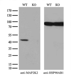 Anti-MEK2 antibody [8G6] used in Western Blot (WB). GTX84165