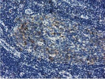 Anti-LIN7B antibody [1C9] used in IHC (Paraffin sections) (IHC-P). GTX84216