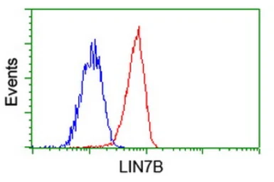 Anti-LIN7B antibody [1F11] used in Flow cytometry (FACS). GTX84218