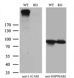 Anti-L1CAM antibody [1A8] used in Western Blot (WB). GTX84236