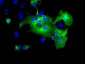 Anti-L1CAM antibody [1A8] used in Immunocytochemistry/ Immunofluorescence (ICC/IF). GTX84236