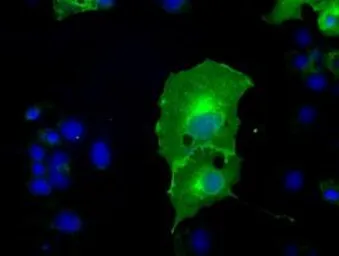 Anti-L1CAM antibody [2C7] used in Immunocytochemistry/ Immunofluorescence (ICC/IF). GTX84241