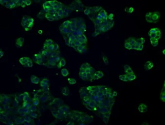 Anti-L1CAM antibody [2C7] used in Immunocytochemistry/ Immunofluorescence (ICC/IF). GTX84241