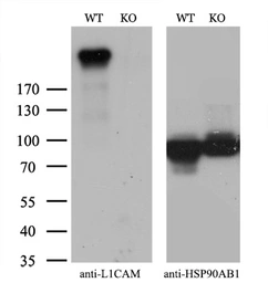 Anti-L1CAM antibody [1H3] used in Western Blot (WB). GTX84244